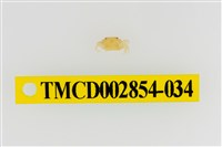 藏品(細足澤蟹)的圖片